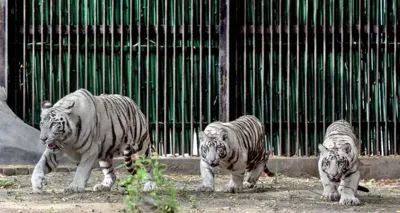 India's First White Tiger Breeding Centre Approved in MP