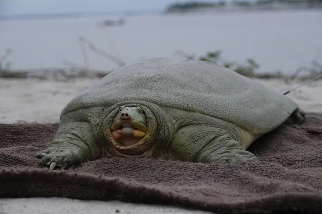 India's First Satellite-Tagged Ganges Softshell Turtle Released in Kaziranga
