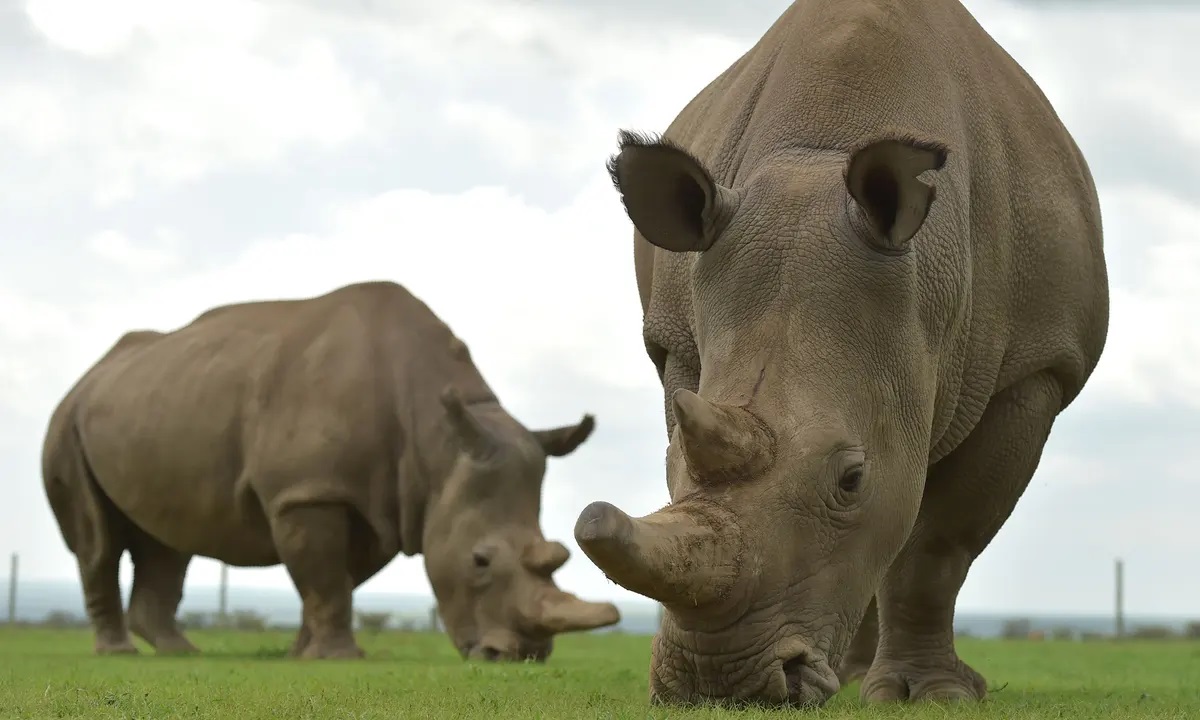 Test tube rhinos: why rebuilding doomed species is a desperate race against time