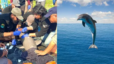 Historic Satellite Tagging of Ganges River Dolphin in Assam