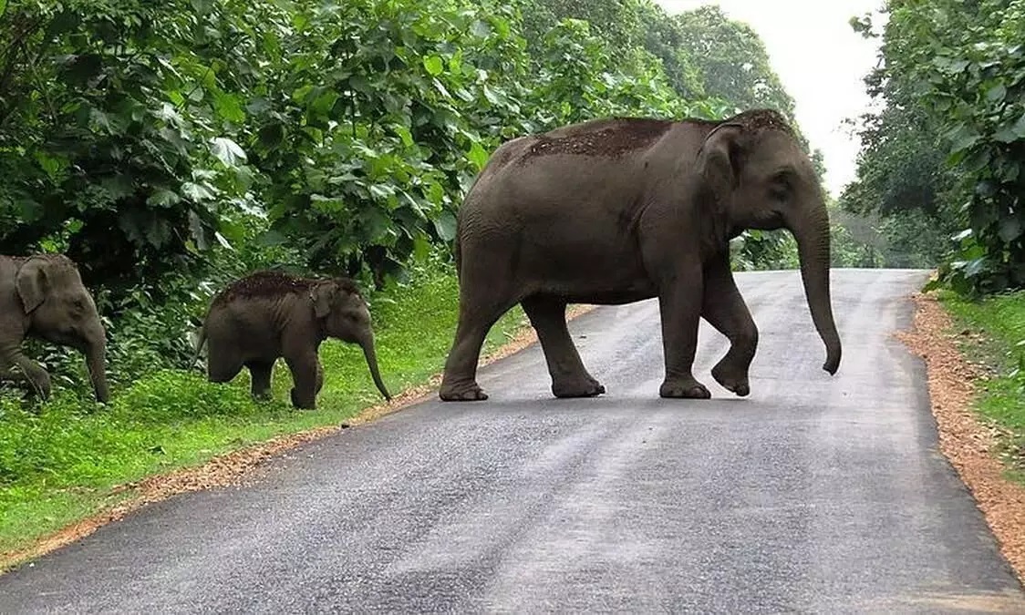 Kerala passes resolution requesting Union govt. to amend wildlife Act
