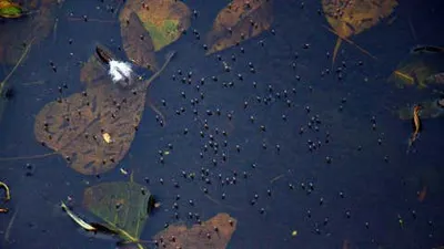 Uttar Pradesh Intensifies Malaria Eradication Campaign