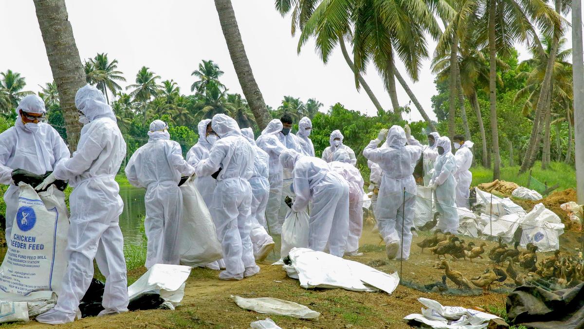 Does H5N1 pose a threat for humans?