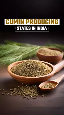 Top 5 Cumin Producing States in India