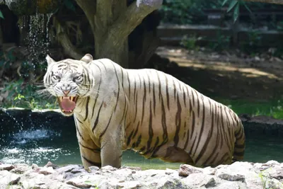 Bihar's Second Tiger Reserve Approved in Kaimur District