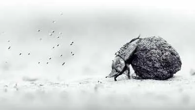 Oscar Whitfield Wins Young Grand Title at Wildlife Photographer of the Year 2026