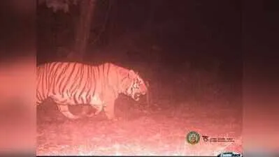 West Bengal Begins Buxa Tiger Reintroduction Project with Tigress from Bihar