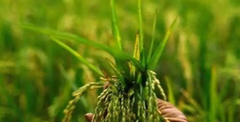 Income vs price support: price deficiency payment option for MSP