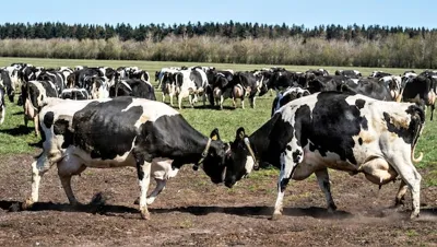 Denmark's Pioneering Carbon Tax on Livestock Emissions