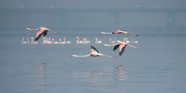 महाराष्ट्र ठाणे क्रीक में भारत का पहला एआई-संचालित पक्षी अभयारण्य स्थापित करेगा।