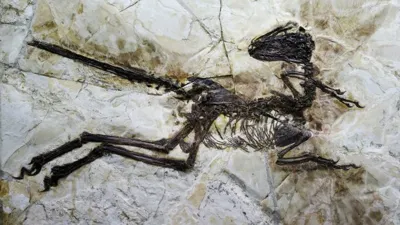 Jurassic Fossil Discovery in China Reveals Clues to Bird Evolution
