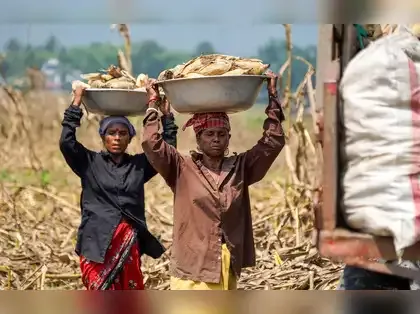 Maize Emerges as India's Largest Ethanol Feedstock in 2025-26 Supply Year