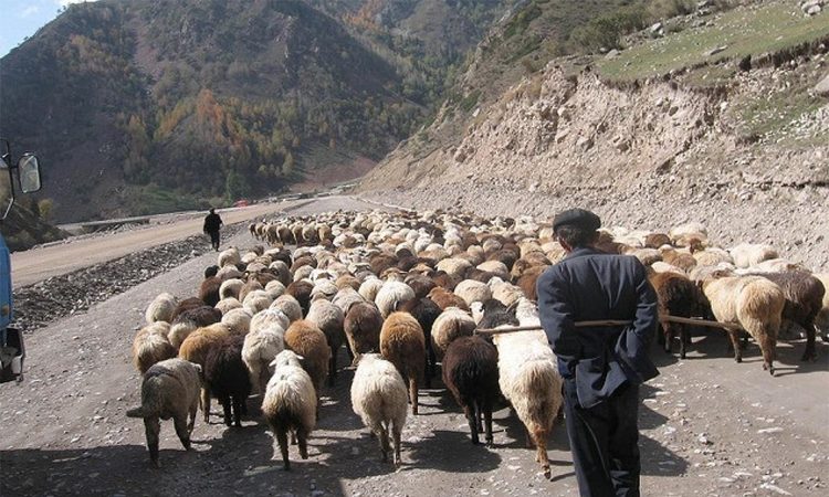 Pastoralists in India need better access to land and rights recognition, says UN report