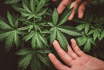 Himachal Pradesh Launches Cannabis Farming Pilot Project