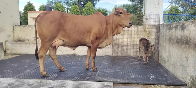 OPU-IVF Calf Born in Badri Cattle