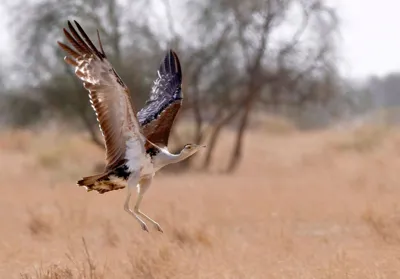 Conservation Boost for the Great Indian Bustard in Rajasthan