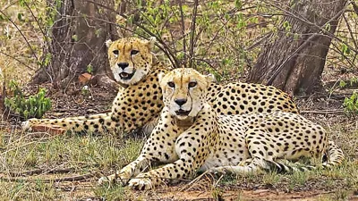 MP-Rajasthan Joint Panel on Cheetah Conservation