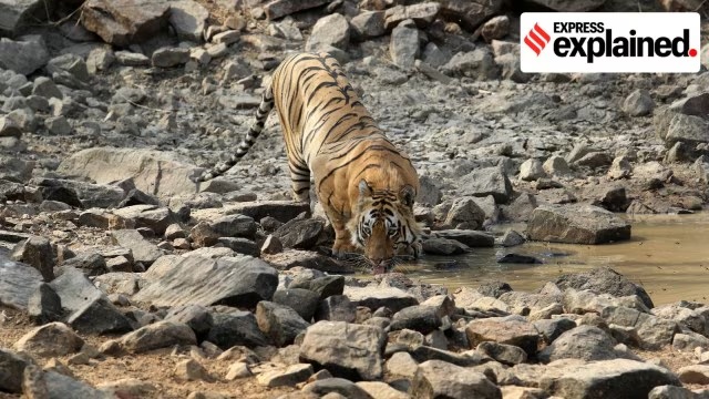 Maharashtra to translocate tigers to Sahyadri reserve: Role of wildlife corridors in tiger conservation