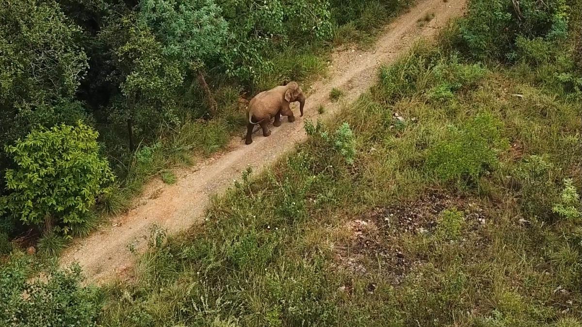 Jumbo census in Seshachalam hills, Koundinya Wildlife Sanctuary hints at sizeable presence