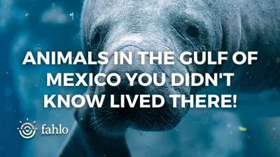 Discover the Leopard State of India and Its Thriving Wildlife