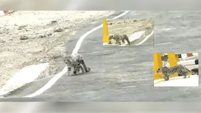 Snow Leopards Spotted in Gangotri National Park