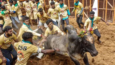 Avaniyapuram Jallikattu 2025: A Celebration of Tamil Nadu's Cultural Heritage