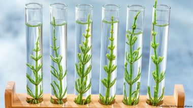 Can GM crops promise food security?