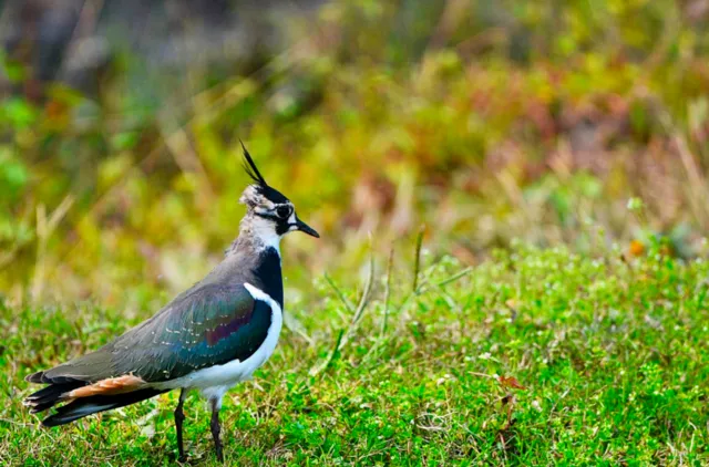 India Reaches 101 Ramsar Sites with Glaw Lake Declaration