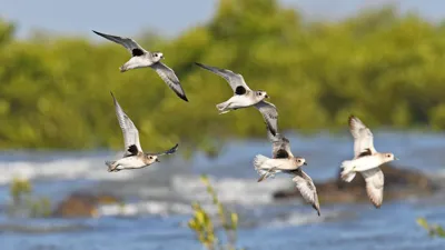 India's First Census of Coastal and Wader Birds in Jamnagar, Gujarat