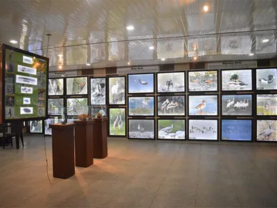 Uttarakhand's First Bird Gallery: A Celebration of Avian Diversity