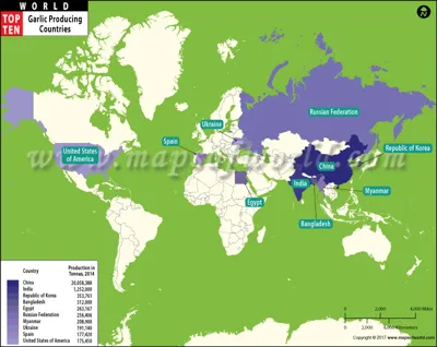 Top 10 Garlic Producing Countries in the World