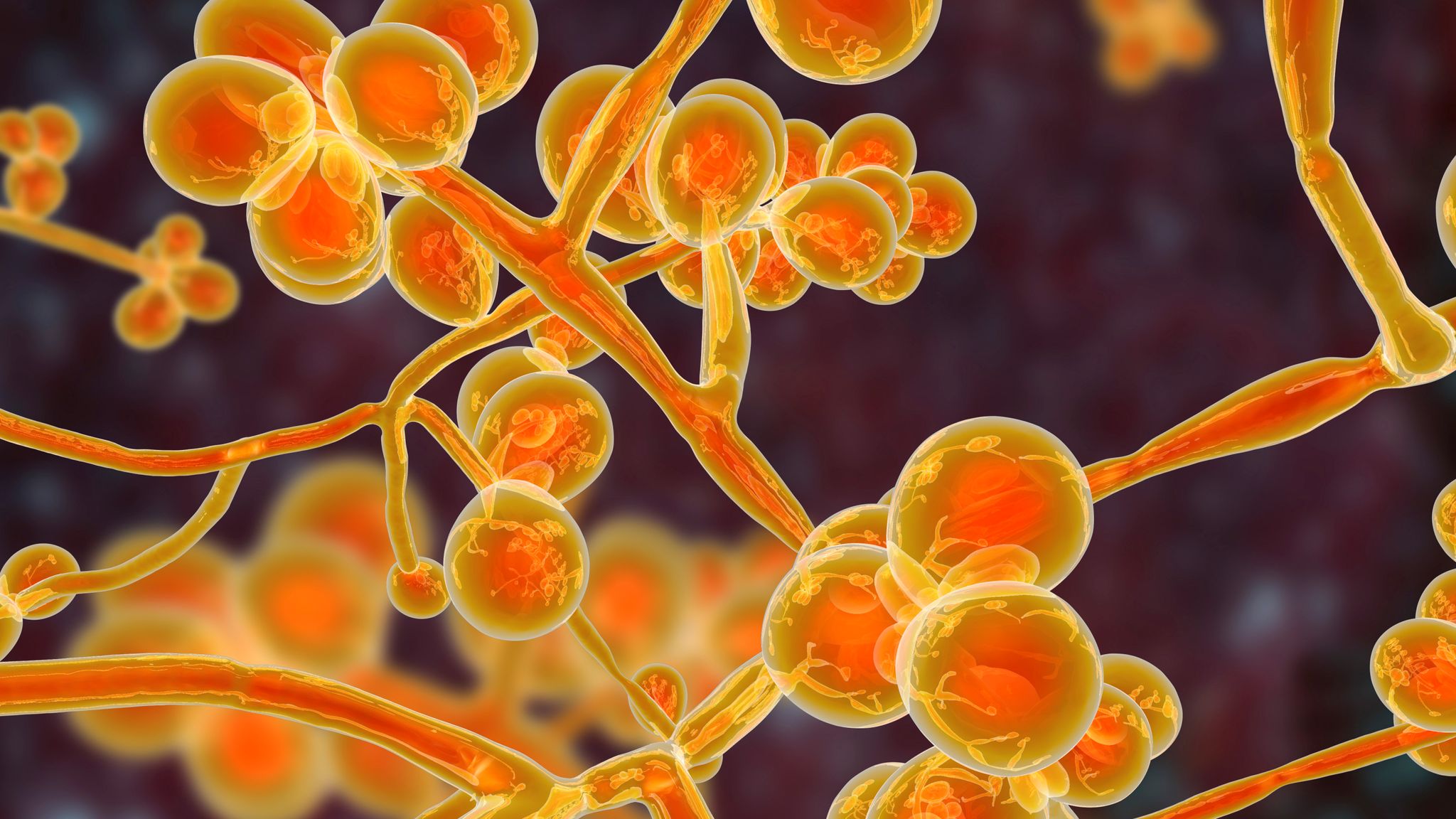 Deadly Fungal Infection 'Candida Auris' Spreading In US Rapidly