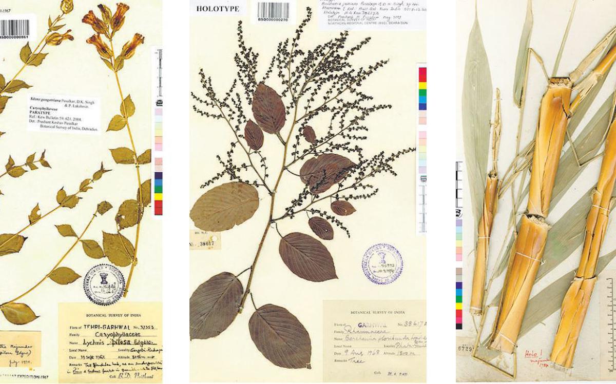 Indian Virtual Herbarium, biggest database of country’s flora, is a global hit