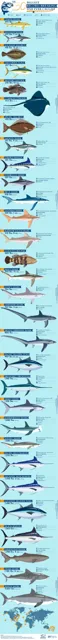 Top 10 Largest Fish in the World