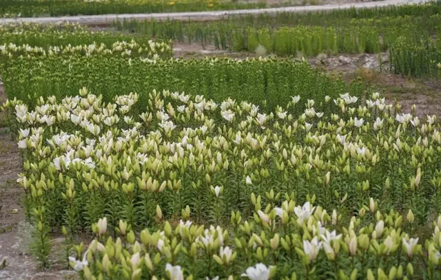 Leh District Unveils High-Altitude Flower Fields to Boost Local Economy