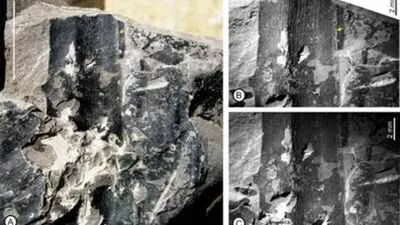 24-Million-Year-Old Fossil Leaf Found in Assam