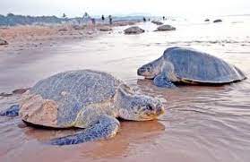 Tagging process of Olive Ridley turtles begins in Odisha’s Ganjam