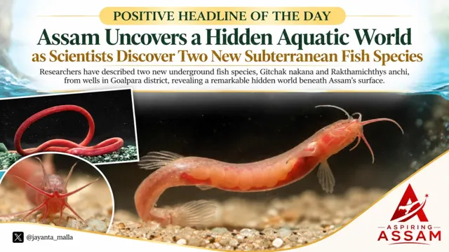 Two New Subterranean Fish Species Discovered in Assam