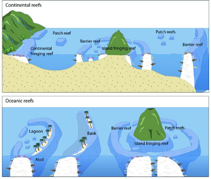 Four new corals recorded from Indian waters