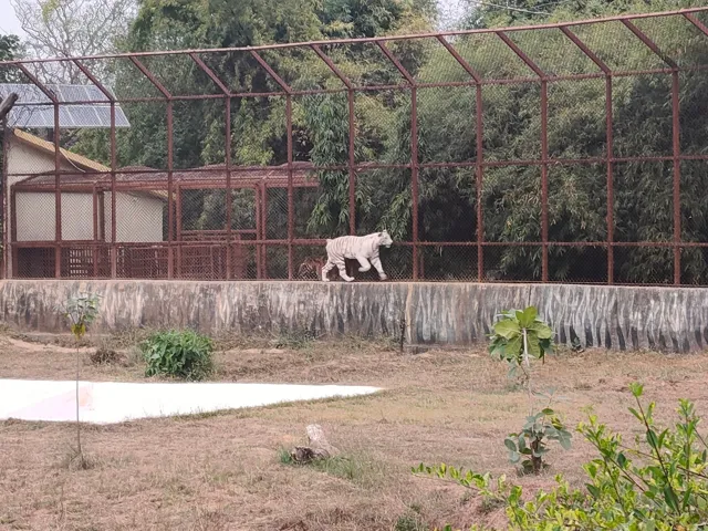 Mukundpur White Tiger Safari to Become World-Class Conservation Centre