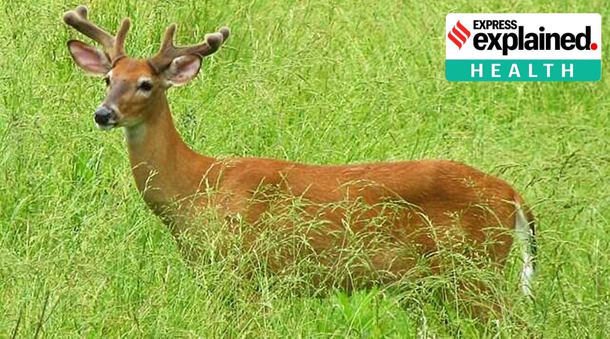 हिरण पुराने SARS-CoV-2 वेरिएंट के लिए संग्रह के रूप में काम कर सकता है