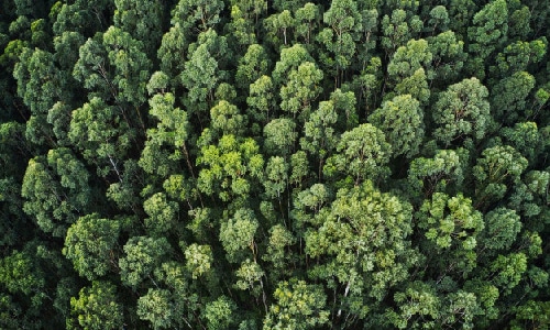 How many trees do we have?