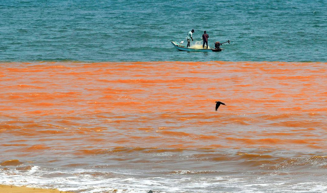 Sea turning red in Puducherry | NGT panel inspects beach, to submit report in 15 days
