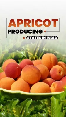 Top-5 Apricot Producing States in India