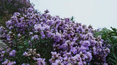 Neelakurinji Added to IUCN Red List as Vulnerable Species