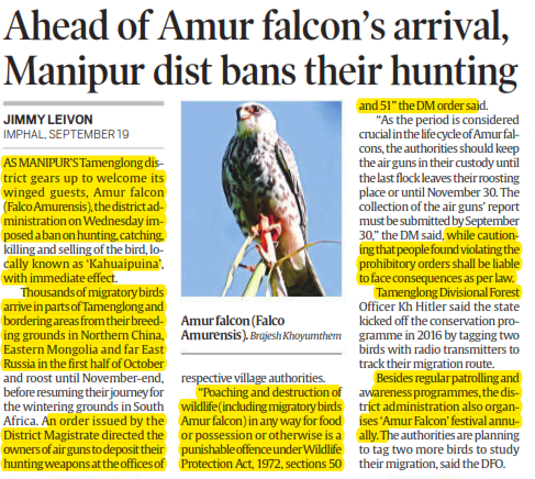 Ahead of Amur falcon's arrival, Manipur dist bans their hunting