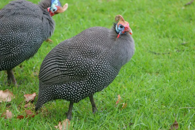 The Shared Name: Turkey Bird and Turkey Country