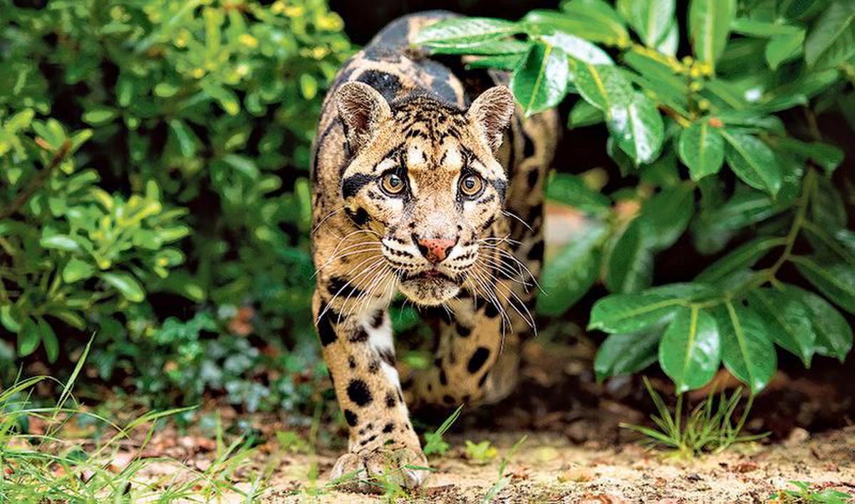 Clouded leopards play hide-and-seek in woods