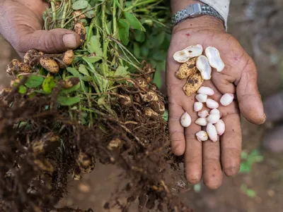 Which State is the Largest Producer of Peanuts in India?