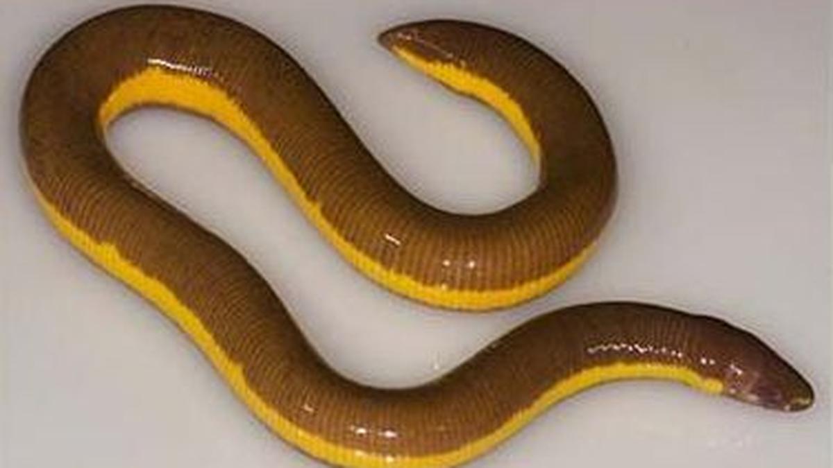 Limbless amphibian found in Kaziranga for first time